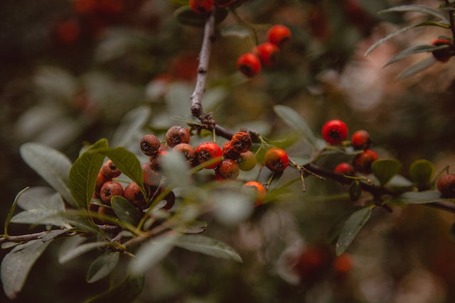 Red berries on a branch