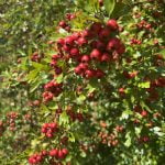 Hawthorn berries on branches
