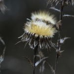 Carlina Vulgaris flower