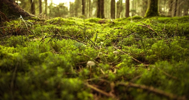 Forest floor with moss