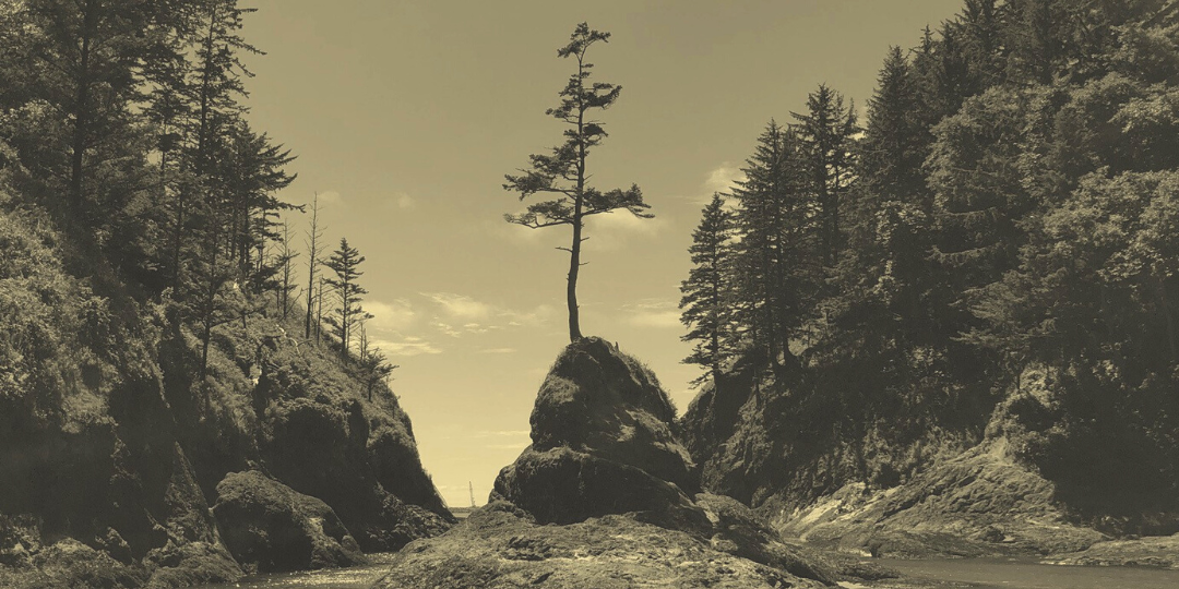 Trees surrounding body of water